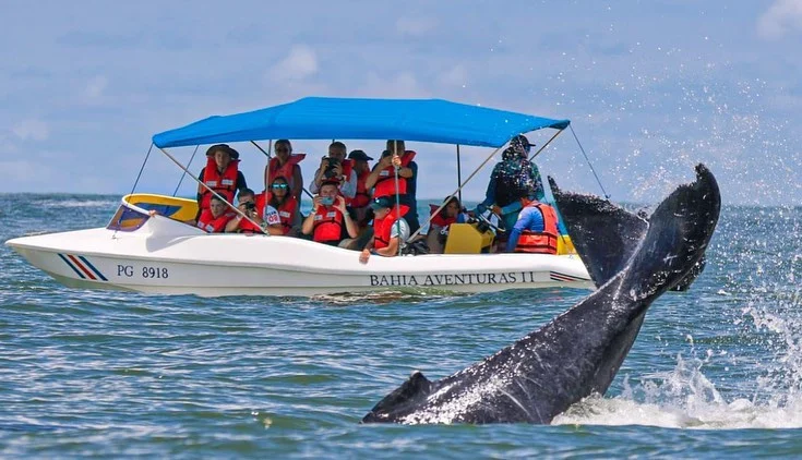 Whale watching tour boat departing Punta Uvita Beach at sunrise