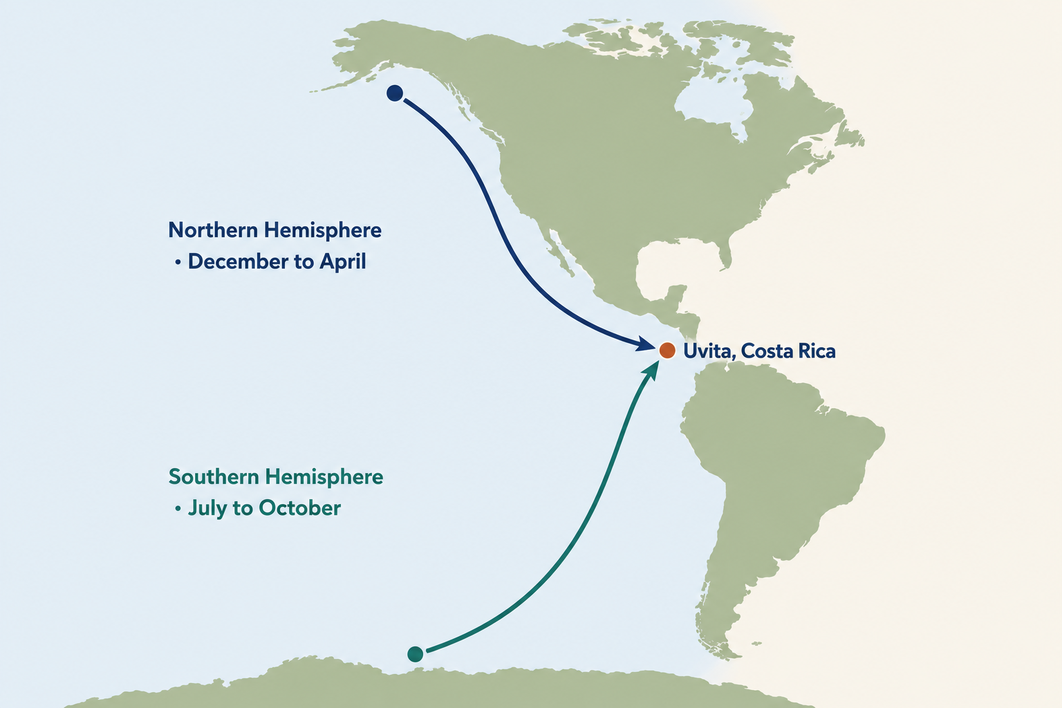 Map showing Northern and Southern Hemisphere humpback whale migration routes to Uvita, Costa Rica