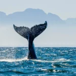 Humpback whale breaching near the Whale's Tail, Uvita, Costa Rica