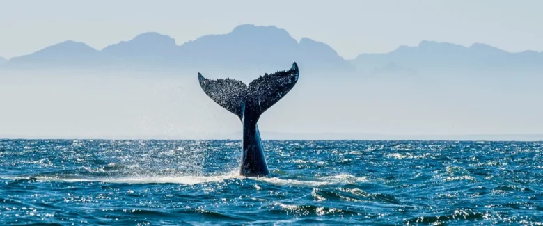 Humpback whale breaching near the Whale's Tail, Uvita, Costa Rica