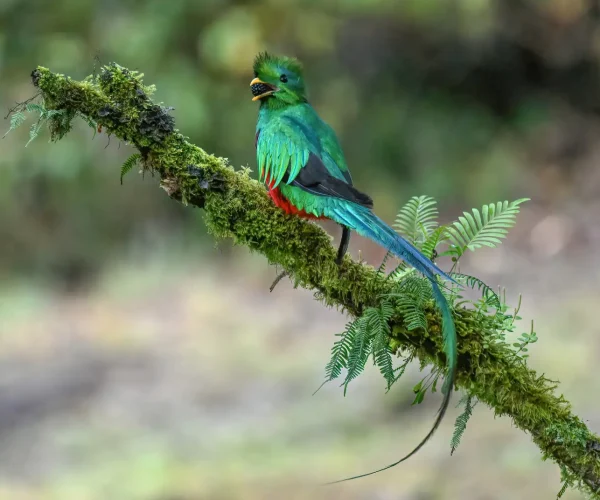 Resplendent-Quetzal-Male